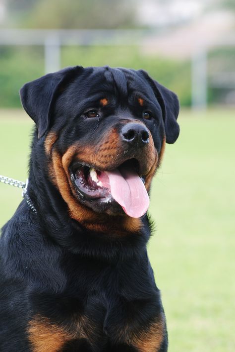 Bosveld 10 months Rottweiler Dog Breed, Rottweiler Pictures, Rottweiler Breed, Food Dog, Dog Treat Toys, Rottweiler Lovers, Rottweiler Love, Dog Anatomy, Big Dog Breeds