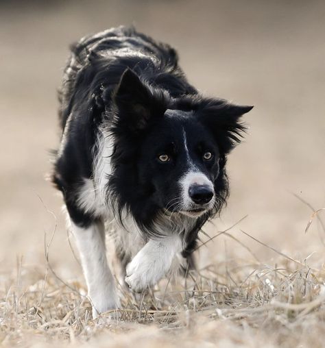 Border Collie Aesthetic, Dog Therian, Dog Types, Maremma Sheepdog, Dogs Images, White Border Collie, Dog Aesthetic, Cute Dogs Images, Cute Borders