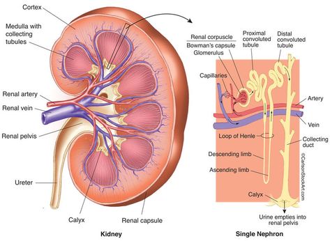 Urogenital System | Carlson Stock Art Anatomy Of Kidney, Kidney Diagram, Renal Physiology, Human Body Vocabulary, Kidney Anatomy, Human Kidney, Kidney Pain, Basic Anatomy And Physiology, Human Body Anatomy