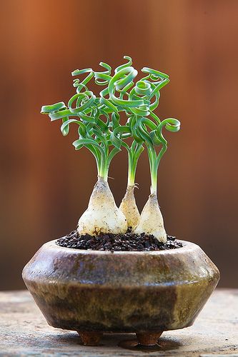 Albuca concordiana | kitoi | Flickr Cactus Planta, Weird Plants, Plants Growing, Meteor Garden 2018, Magic Garden, Succulent Gardening, Succulents In Containers, Unusual Plants, Kew Gardens