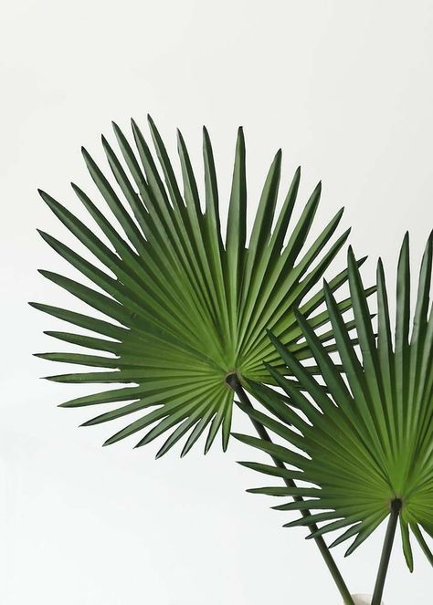 Green Art Painting, Fan Palm Leaf, Artificial Palm Leaves, Palm Frond Art, Garden Mural, Tropical Flower Plants, Fan Palm, Hacienda Style, Nature Color Palette