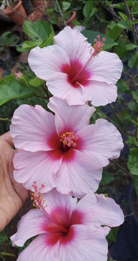 Pretty Hibiscus Flowers, Crazy Flowers, Fav Flower, Pretty Flowers Pictures, Boquette Flowers, Pink Hibiscus, Nothing But Flowers, Flower Therapy, Beautiful Bouquet Of Flowers