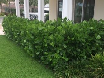 Pitch Apple Hedge, Tropical Backyard, Backyard Plants, Sarasota, Hedges, Landscaping, Plants