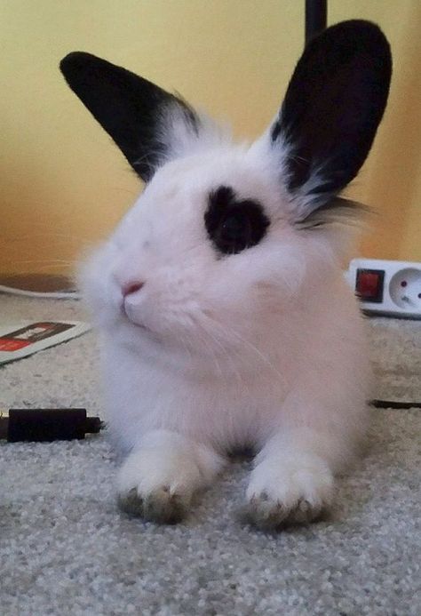 OMG! He has a heart shape around his eye!! Awwww!! #rabbit #rabbits #rabbitlove #rabbitlife #bunny #bunnylove #bunnies #bunnylovers #bunnyrabbit #bunnylife #pet #pets #cute #bunnies Most Beautiful Cat, Söt Katt, Pet Bunny, Beautiful Cat Breeds, Bunny Pictures, Most Beautiful Cat Breeds, Baby Animals Funny, Pet Rabbit