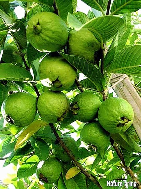 Farm Structures, Guava Plant, Guava Benefits, Potted Fruit Trees, Pineapple Guava, Fruit Tree Garden, Guava Tree, Apple Plant, Grafting Plants