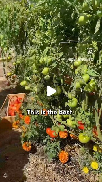 Gardening 4 Life on Instagram: "Tomato trellis idea!   #tomato #trellis #gardening #tips #growyourown #diy   Thanks @home.gardenvibes !" Tomato Growing Tips Trellis Ideas, Tomato Trellis Ideas Diy, How To Trim Tomato Plants, Tomato Trellis Ideas, Diy Tomato Trellis, Trellis Gardening, Topping Tomato Plants, Heirloom Tomato Plants, Training Tomato Plants