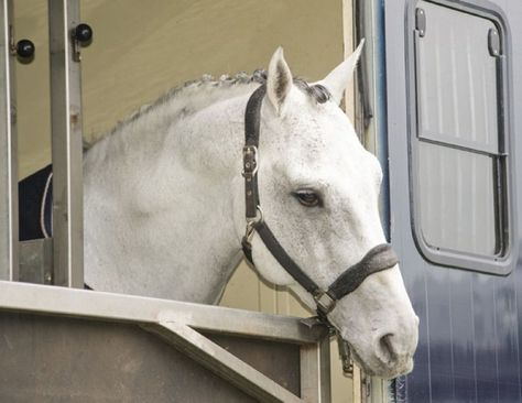 Horse Trailer Hauling, horse transport, transporting horses, special needs horses, trailering horses, trailering difficult horse, loading a difficult horse Horse Transport, Equine Veterinary, Canadian Horse, Dressage Exercises, House Of Night, Horse Arena, Horse Fly, Horse Owner, Horse Trailer