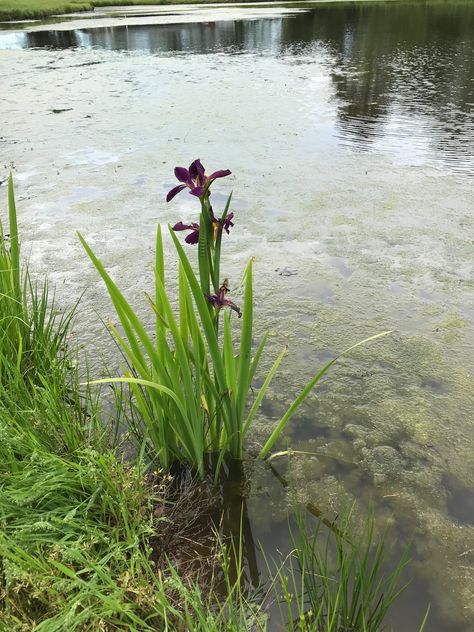 Butterfly Sculpture, Louisiana Iris, Louisiana Style, Iris Art, New Orleans Louisiana, The Pond, Louisiana, New Orleans, Landscaping