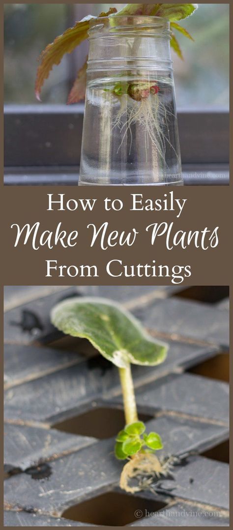 See how easy it is to root plants in water with cuttings. This propagation method works on many varieties, giving you more beautiful plants for free. Plants From Cuttings, Root Plants, Garden Vines, Beautiful Plants, Plant Cuttings, Cactus Y Suculentas, Propagating Plants, Garden Care, Plant Roots