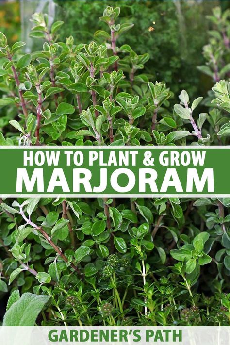 Marjoram is oregano’s more refined cousin, and while the two are often confused, it has a more subtle, woodsy, sweet flavor that's equally delicious raw in a salad or as a seasoning on roast chicken. This sun-loving herb isn’t too fussy, and works well in containers or dry spots. #marjoram #herbgardening #gardenerspath Marjoram Plant, Growing Herbs At Home, Gardening Herbs, Outdoor Herb Garden, Preserving Herbs, Spice Garden, Mediterranean Plants, Chicken Garden, Seed Starter