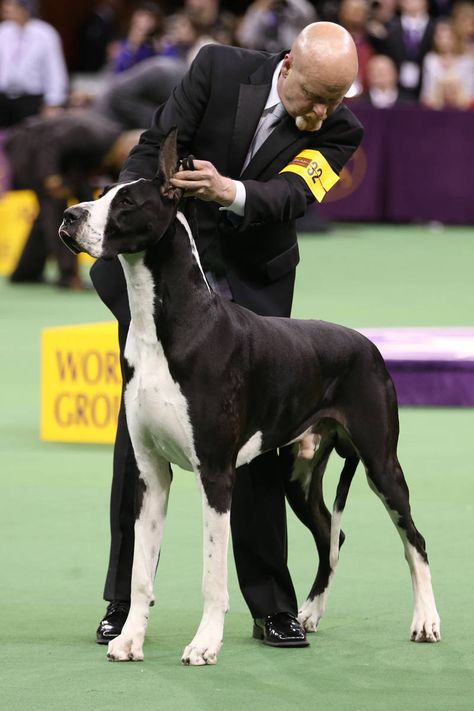 STEP AND REPEAT: The 138th Annual Westminster Dog Show - Elle Show Dogs Breeds, Dog Show Aesthetic, Karelian Bear Dog, Show Dogs, Dogs Aesthetic, Westminster Dog Show, Disabled Dog, Dog Sports, Akita Inu