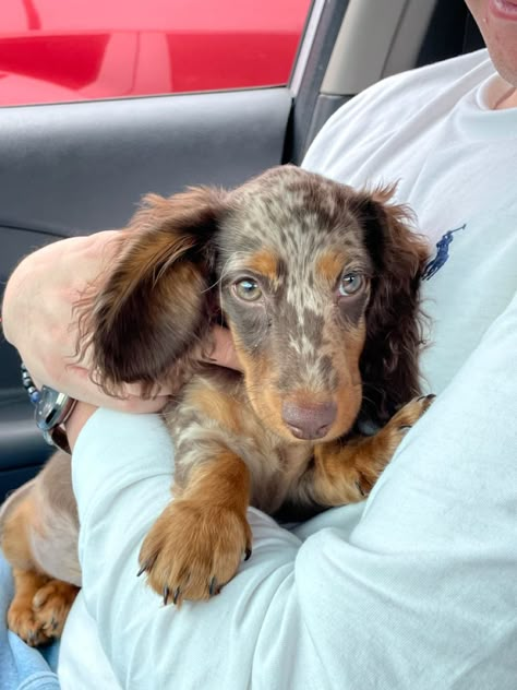 Puppy wiener dog daschound daxund salchicha cachorro teckle manchado manchas spots brown maple Daushound Dogs Long Hair, Long Hair Dauchand, Mini Long Haired Dachshund, Daschund Dog, Dream Puppy, Dapple Dachshund Puppy, Doxie Mom, Dachshund Dogs, Long Haired Dogs