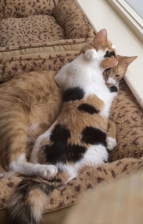 Cats Cuddling, Cat Poses, Pet Finder, Nostalgia Core, Dream's Cat, Cute Alpaca, Cat Cuddle, Funny Animal Photos, Cat Pose