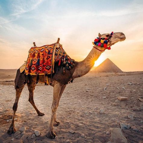 Pyramids Camel Ride - All You Need to Know BEFORE You Go (2024) Cairo Pyramids, Ancient Thebes, Egypt Today, Camel Riding, Pyramid Of Giza, Ancient Structures, Giza Pyramids, The Great Pyramid, Ancient Tomb