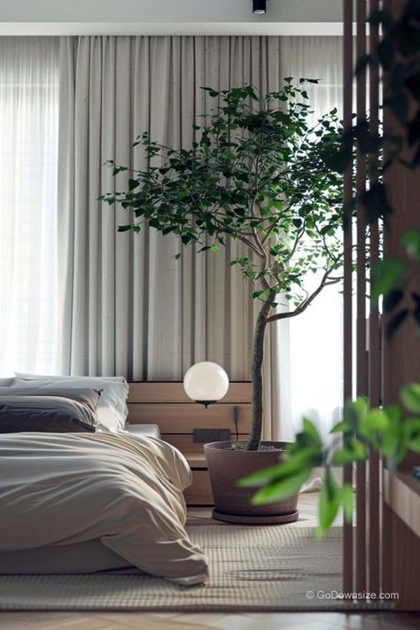 This is another wonderful contemporary bedroom with a weeping fig tree. It’s a larger area so there’s more space around the pot but the plant is still positioned beside the bed. Fig Tree Indoor, Weeping Fig Tree, Big Indoor Plants, Weeping Fig, Tree Indoor, Big Plants, Rest And Relaxation, Fig Tree, Apartment Inspiration