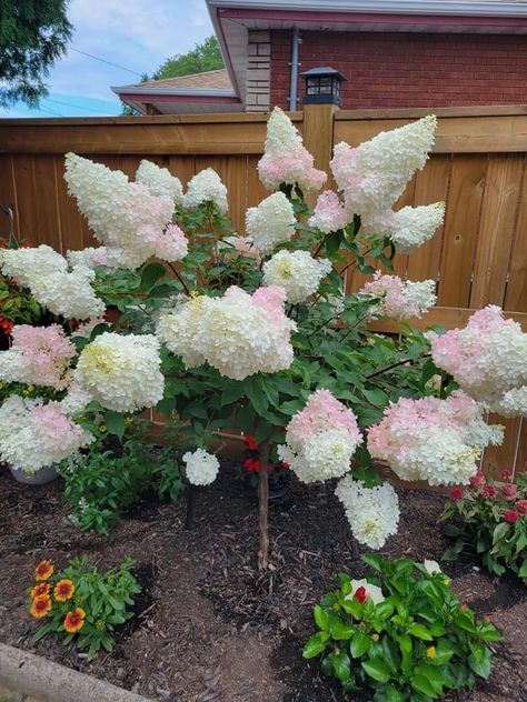 Vanilla Strawberry Hydrangea Tree, Strawberry And Cream Hydrangea, Hydrangea Strawberry Sundae, Hydrangea Strawberry Vanilla, Hampton Pool, Vanilla Strawberry Hydrangea, Hydrangea Grandiflora, Hydrangea Tree, Front Garden Landscape