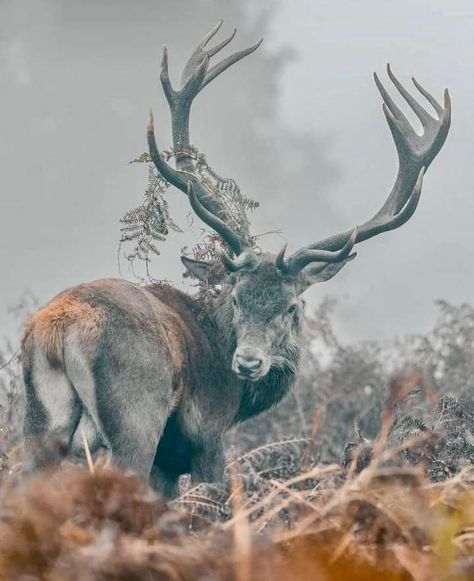 Deer God, Stag Animal, Scottish Animals, Beautiful Pose, Red Stag, Deer Photos, Deer Pictures, Trophy Hunting, Photo To Art