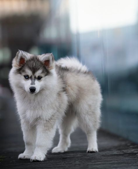 Pomsky Full Grown, Pomsky Dog, Pomsky Puppies, Gorgeous Animals, Dream Dog, Very Cute Dogs, Cute Dogs And Puppies, Beautiful Creatures, Cute Puppies