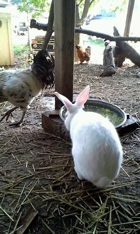 Rabbits living with chickens?? | BackYard Chickens - Learn How to Raise Chickens Rabbit And Chickens Together, Can Bunnies And Chickens Live Together, Chicken And Bunny Coop Together, Can Rabbits And Chickens Live Together, Chickens And Rabbits Living Together, Rabbits With Chickens, Bunnies And Chickens Together, Bunny And Chickens Together, Chicken And Rabbit Coop Combo