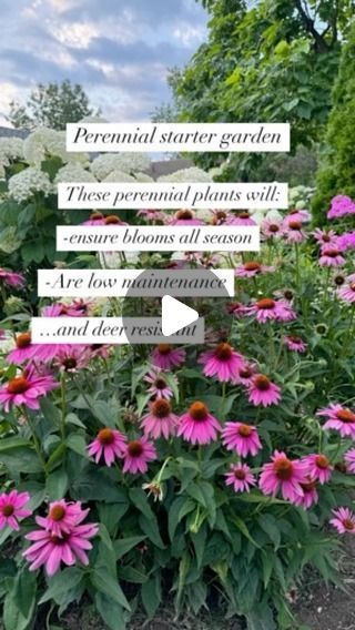 Peri Unal on Instagram: "Star a low-maintenance drought-tolerant perennial garden with plants.🫶✨
Phlox
Echinacea
Millennium Allium
Rudbeckia
Catmint 
Daylily
Coreopsis
Lavender
Salvia

#garden#gardening#gardenideas#gardendesing #gardentips#flower#flowers#flowerlovers#perennials#perennial #perennialgarden #midwestgardening#zone5b #hydrangealove #milleniumallium #echinaceapurpurea #phlox #salvia" Millennium Allium, Salvia Garden, Starter Garden, Drought Tolerant Perennials, Echinacea Purpurea, Perennial Garden, Perennial Plants, Drought Tolerant, Low Maintenance