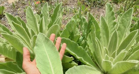 Meet Our Friend Mullein! Common names: Mullein, Common Mullein, Great Mullein, The Toilet Paper Plant Genus and species: Verbascum thapsus Claimer from Robin: Although I have known Mullein personally for over a decade and have worked with it as toilet paper, I have never grown Mullein myself. Mullein grows prolifically and I’ve never had Mullein Plant Uses, Mullien Leaf Oil Diy, How To Use Mullein, How To Harvest Mullein, Common Mullein, Great Mullein, Verbascum Thapsus, Herbal Apothecary, Paper Plants