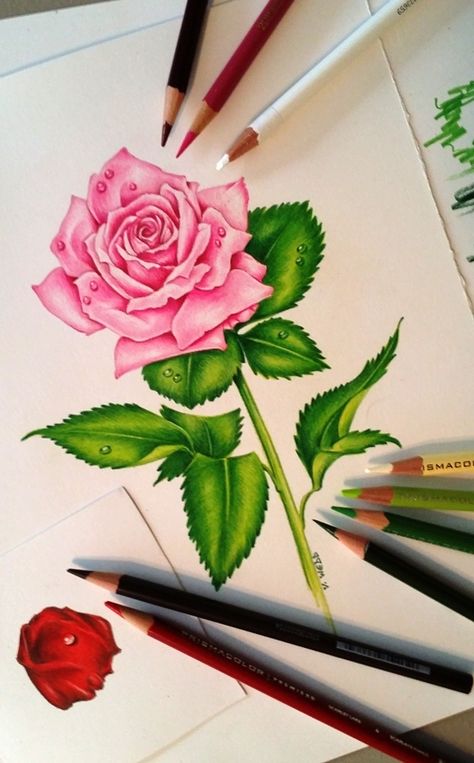 This week, we're drawing old-fashioned roses in my online course, The Heirloom Garden in Colored Pencil. Romantic, gorgeous and wonderfully fragrant, these blooms have been a favorite throughout hu... Sketchbook Pencil, Pencil Drawings Easy, Rose Drawing, Plant Drawing, Color Pencil Art, Color Pencil Drawing, Beautiful Drawings, Drawing Tutorials, A Drawing