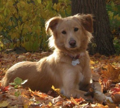 20 Utterly Amazing Border Collie Mixes You Need In Your Life Border Collie Mix Dogs, Golden Retriever Mix Border Collie, Golden Retriever Cocker Spaniel, Border Collie Husky Mix, Border Collie Lab Mix, Brown Border Collie, Alex Core, Dog Oc, Red Border Collie