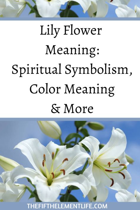 Lily Flower Meaning Moon Lily, Peace Lily Meaning, Lilies Meaning, White Lily, Lily Symbolism Meaning, Lily Meaning Flower, Stargazer Lily Meaning, White Lily Meaning, Tiger Lily Meaning