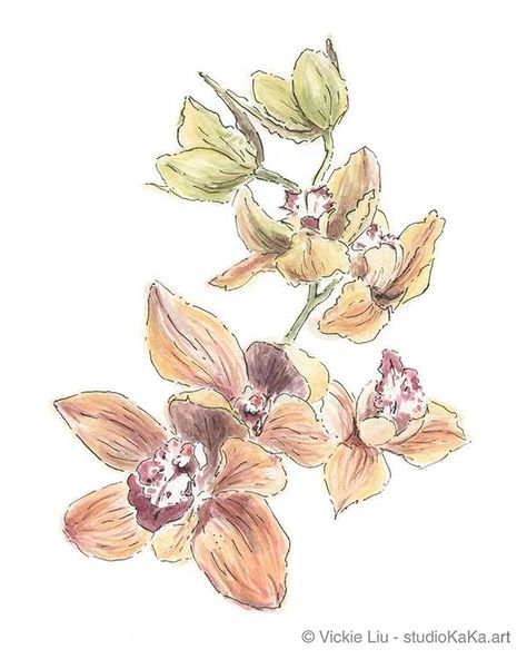 ‘Orange Orchids with Green Buds’ - 8x10" Fine Art Print. This floral artwork was inspired by the Calyx Flower Show at the Royal Botanical Gardens in Sydney, Australia. This fine art print uses high quality pigment inks on archival cotton paper. 5x7" and 8x10" sizes available. Easy to frame sizes. The artwork was originally painted using watercolours by Australian artist, Vickie Liu. Discover the full range of watercolour art prints at www.studiokaka.art Australian Orchids, Botanical Prints Decor, Contemporary Botanical Art, Dinosaur Tattoo, Watercolour Drawings, Prints Illustration, Orange Orchid, Flowers Drawing, Hummingbird Art