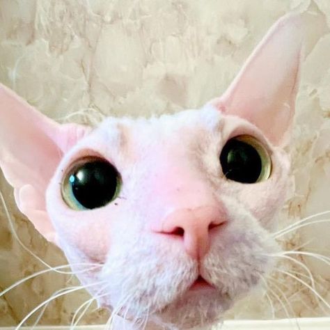 Lindsey Kuzmin on Instagram: "Just when I thought Leela couldn’t get any cuter🥹 I shared this on my story earlier, but I had to make a permanent spot for it on my feed 🩷 _________________________________ #donskoy #donsphynx #hairlesscat #catsofinstagram #pets #bathtime" Donskoy Cat, Cat Library, Hairless Cat, Character Ideas, Silly Cats, Dnd Characters, My Story, Cats Of Instagram, Kittens