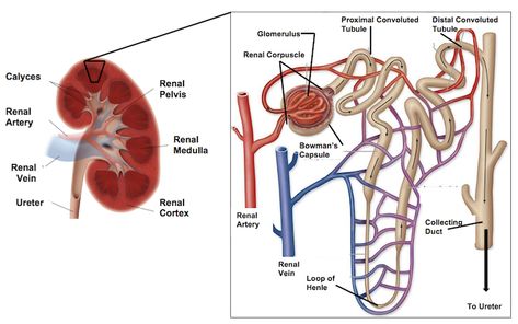 Nephron | Introduction, Structure and Function Anatomi Dan Fisiologi, Loop Of Henle, Paramedic Student, Biology Diagrams, Human Heart Anatomy, Anatomy Bones, Basic Anatomy, Parts Of The Eye, Basic Anatomy And Physiology