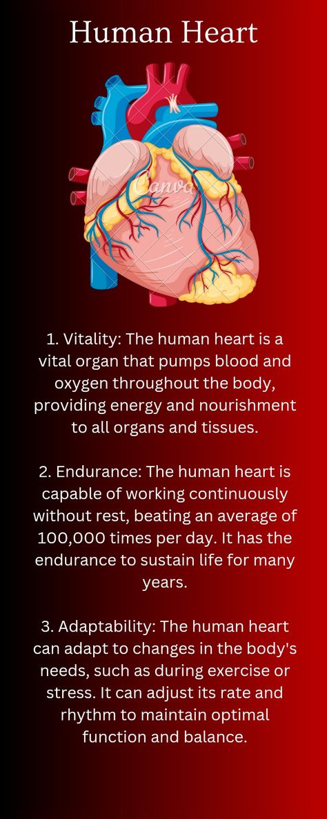 #humanheart#working of human heart #Role of human heart#what role play human heart#what is human heart The human heart, a muscular organ the size of a closed fist, pumps oxygenated blood throughout the body, sustaining life. Its rhythmic contractions power the circulatory system and are central to our survival. The Circulatory System, What Is Human, The Human Heart, Biology Notes, Circulatory System, Human Heart, Human Anatomy, Role Play, Biology