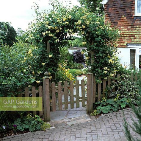 Lonicera periclymenum Graham Thomas, common honeysuckle, on arch above picket wooden gate leading to garden path edged in daylily and hypericum. Path Edging, Back Garden Design, Buy Christmas Tree, Garden Design Layout, Wooden Gates, Front Gates, Garden Cafe, Plant Photography, Garden Care