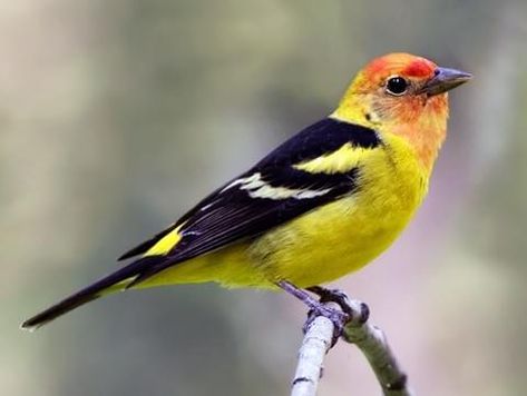 Western Tanager Adult male Summer Tanager, Western Tanager, Merlin Bird, Bird Sketches, Scarlet Tanager, Painted Bunting, Bird Identification, Dark Wings, Forest Canopy