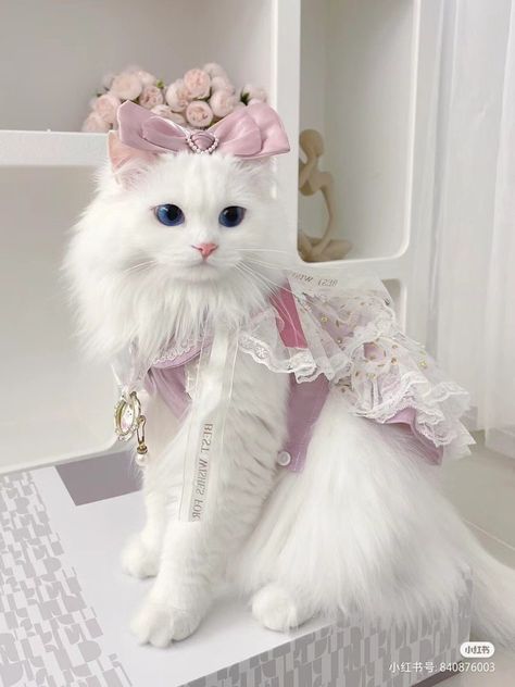 Cats In Clothes, Animal Clothes, Mata Biru, Cat Dressed Up, Dream Pet, Cat Dress, Cat Things, Charmmy Kitty, Cat With Blue Eyes