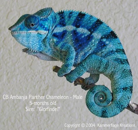 Chameleon Changing Color, Panther Chameleon, Colorful Lizards, Chameleon Art, Polymer Inspiration, Kingdom Animalia, Cute Reptiles, Tortoise Turtle, Reptiles Pet