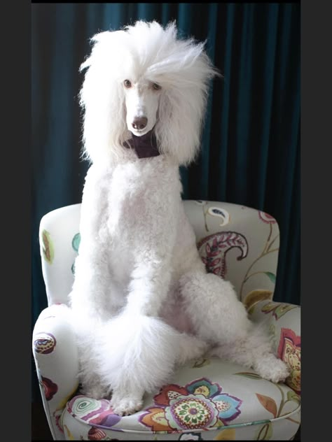 Poodle Tail Styles, Cream Standard Poodle, Poodle Mohawk, Female Standard Poodle, Standard Poodle Cuts, Standard Poodle Haircuts, Poodle Haircuts, Poodle Standard, Goldendoodle Grooming