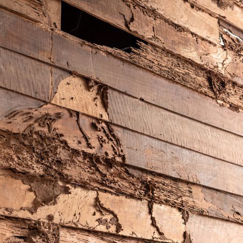 5 Signs You Have Termites - The Craftsman Blog Termite Hill, How To Get Rid Of Termites, Termite Mound Architecture, Drywood Termites, Signs Of Termites, Flying Ants, Wood Termites, Termite Damage, House Shifting