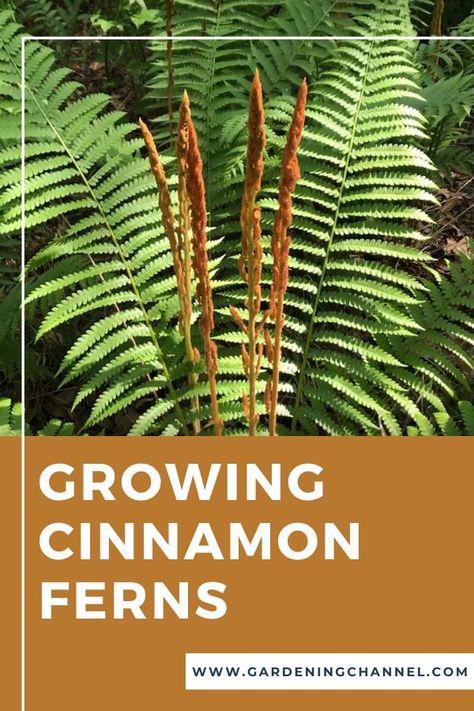 cinnamon fern fronds with text overlay growing cinnamon ferns Fern Landscaping, Fern Seeds, Edible Ferns, Backyard Redesign, Cinnamon Fern, Fern Garden, Ferns Care, Autumn Fern, Plant Diy