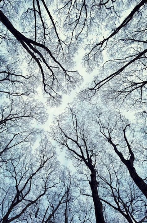 Crown Shyness, Canopy Crown, Brown Tattoo Ink, Mother Earth Art, Shadow Photography, Tree Canopy, Earth Art, Nature Tree, Winter Trees