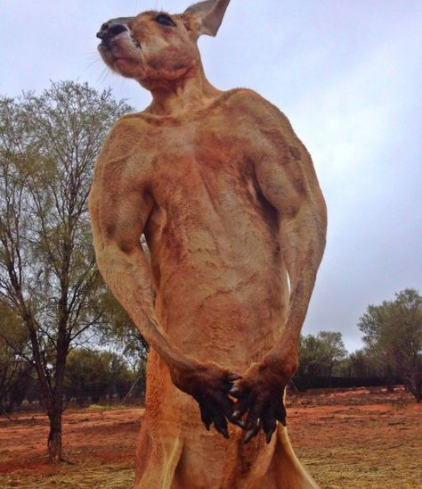 Roger, the Buff Kangaroo Buff Kangaroo, Pot Belly Pigs, Outback Australia, Alice Springs, Interesting Animals, Extinct Animals, Animal Species, Australian Animals, Funny Animal Pictures