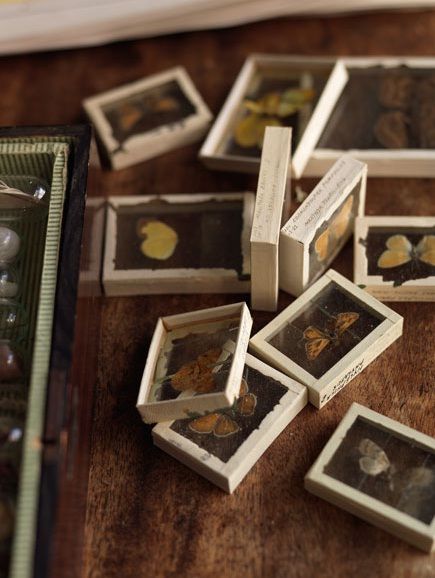 little framed butterflies & flowers. Sibella Court, Animal Studies, Cabinet Of Curiosity, Cabinet Of Curiosities, Nature Collection, Shadow Boxes, Taxidermy, Botany, Pressed Flowers