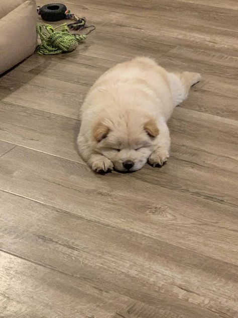 Chow Chow Dog Aesthetic, Chow Chow Puppy Aesthetic, Baby Chow Chow Puppies, Cute Chow Chow Puppies, Chow Chow Aesthetic, Baby Chow Chow, Puppy Chow Without Peanut Butter, Puppy Chow Chow, Cream Chow Chow