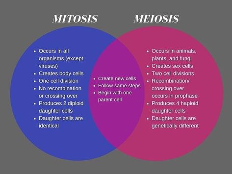 Mitosis And Meiosis Notes, Meiosis Notes, Cell Biology Notes, Mitosis And Meiosis, Hesi A2, Biology Activity, Cells Project, Biology Classroom, Cell Cycle