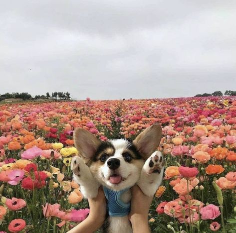 A Field Of Flowers, Interesting Animals, Field Of Flowers, Corgi Puppy, Cute Corgi, Airedale Terrier, Zooey Deschanel, Cute Creatures, Animal Photo