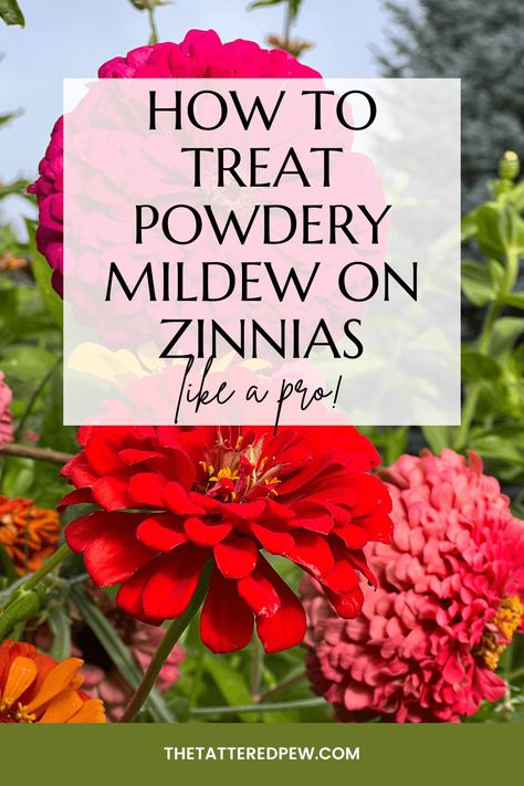 How to treat powdery mildew on zinnias Powdery Mildew, Neem Oil, Parts Of A Plant, Edible Plants, Garden Landscaping, Natural Remedies, Garden Tools, Flower Garden, Soil