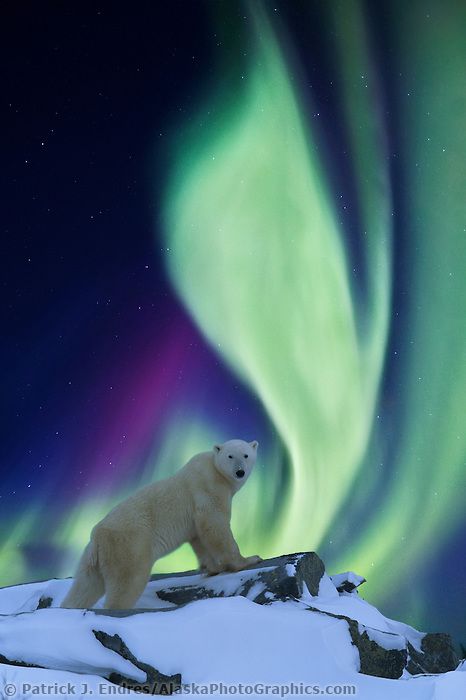 DIGITAL COMPOSITE: Aurora borealis swirls across the sky over a polar bear standing on a rock on the tundra. (composite of two images) Northern Lights (aurora Borealis), Aurora Borealis Northern Lights, Beautiful Sky, Science And Nature, Aurora Borealis, Beautiful Creatures, Polar Bear, Animals Beautiful, Pet Birds