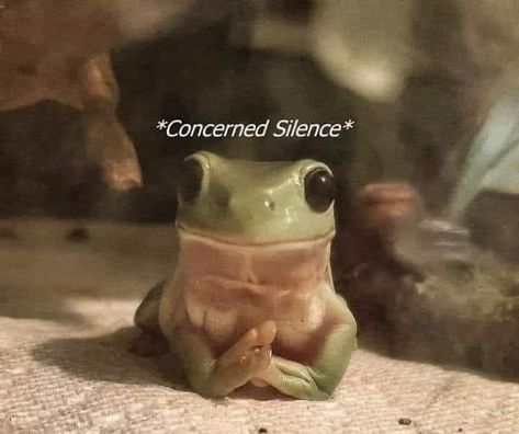 Response Memes, Text Memes, A Frog, Funniest Memes, Zooey Deschanel, Silly Animals, Mood Humor, Funny Reaction Pictures, Cute Memes