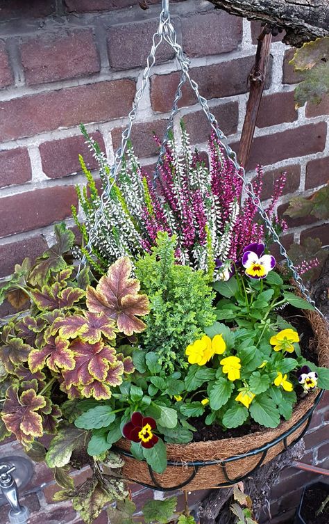 Autumn Hanging Baskets Uk, Autumn Hanging Baskets, Fall Hanging Basket Ideas, Hanging Basket Ideas, Fall Hanging Baskets, Pot Arrangements, Container Ideas, Hanging Basket, Basket Ideas