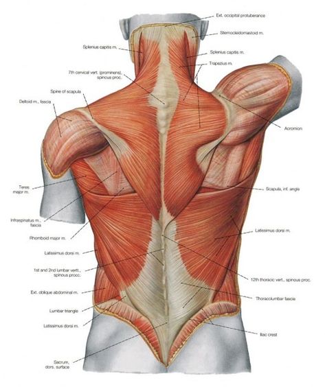 Muscle Diagram Back Lower Back Muscles Anatomy, Neck Muscle Anatomy, Body Muscle Anatomy, Shoulder Anatomy, Muscle Diagram, Human Muscle Anatomy, Anatomy Images, Neck And Shoulder Muscles, Human Back